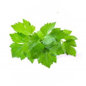 apio hoja
