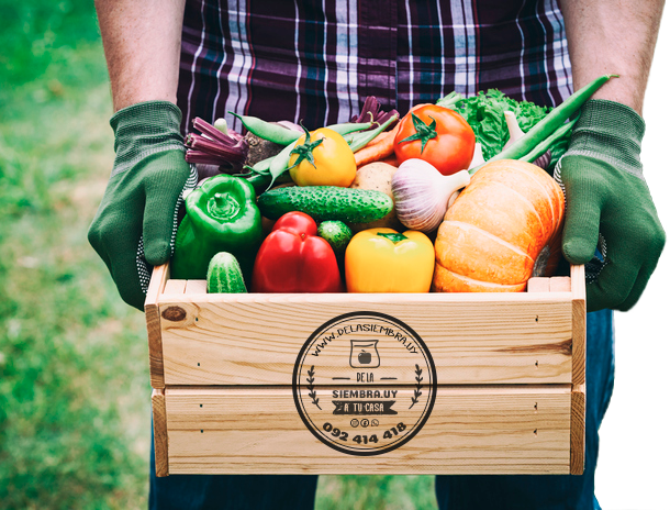Envio de frutas y verduras a domicilio